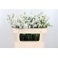 product/img.ozexport.nl/LLIMSILSUB7-LIVE_fotos-0x8E9C7700A7CA8A3E04AD71FAF48D9AE7ADD0C22F.jpg