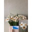 product/img.ozexport.nl/LNARGER-LIVE_fotos-0xC6DC33C041349FEEB3D7F5B76297985575C6B0F6.jpg