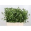 product/img.ozexport.nl/LNIGWHIL6-LIVE_fotos-0xF37DC7EF308FA49B3AB268DDD1293A68ACA519D3.jpg