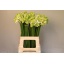 product/img.ozexport.nl/LORNS65-LIVE_fotos-0x4FF0B3E3E1ACD0D0CB79EF78A515EE99F200A4C2.jpg
