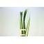product/img.ozexport.nl/LPAND-LIVE_fotos-0xAE001A578E161C3ABE009F331E89FA2291EAAF4F.jpg