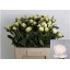 product/img.ozexport.nl/LPOJBOW6-LIVE_fotos-0x0ED8ACC127EB5934BA77461983FF5B8F08BB4805.jpg