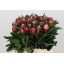 product/img.ozexport.nl/LPOJDRALF4-LIVE_fotos-0x9E4698A9C053E92A87FCEF5D755DCDA84D16039B.jpg
