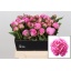 product/img.ozexport.nl/LPOJDRALF4-LIVE_fotos-0xD1C31020542F79B7CDAA84B316688EAF8F138D23.jpg