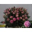 product/img.ozexport.nl/LPOJDRALF6-LIVE_fotos-0x3DBE783F3FB616401568F4FA88392592E56BD556.jpg