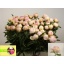 product/img.ozexport.nl/LPOJRASS5-LIVE_fotos-0xF5D3998E5118D869FE6876AFB281A30AEFF3DCB4.jpg