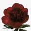product/img.ozexport.nl/LPOJREDC-ART_fotos-VBN1-vbn7259.jpg