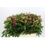 product/img.ozexport.nl/LPOJREDC-LIVE_fotos-0x68DFBD75ECEF3E31A1E9B3715720A693278819A7.jpg