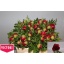 product/img.ozexport.nl/LPOJREDC-LIVE_fotos-0x8428FE7407A565E5C85CDA4F5F340ECA46EA55B5.jpg