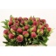 product/img.ozexport.nl/LPOJREDC-LIVE_fotos-0xC3CB2A4374A726769F53674C5174A9B34F59032D.jpg