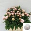 product/img.ozexport.nl/LPOJSHIRT5-LIVE_fotos-0x0668D5757A2211CF5930DF4D81FC557722BA5F59.jpg