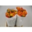 product/img.ozexport.nl/LRANOR-ASSORTI_fotos-MVA-Ranunculus elegance orange.JPG