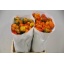 product/img.ozexport.nl/LRANOR-ASSORTI_fotos-MVA-Ranunculus elegance orange.JPG