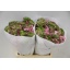 product/img.ozexport.nl/LRANPONAUR-ASSORTI_fotos-MVA-Ranunculus pon pon aurora.JPG