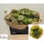 product/img.ozexport.nl/LRANPONAUR-LIVE_fotos-0xF295E5FAE72124124A877E613DB195C50C32AC5F.jpg
