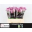 product/img.ozexport.nl/LRMAR4-LIVE_fotos-0x9FF3D64E304335CBD736C3567A52E49AAEDCC7A1.jpg