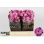 product/img.ozexport.nl/LRMAR4-LIVE_fotos-0xE3B3BED93F729DFE61E40BA34A78D45B76A8179E.jpg