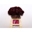 product/img.ozexport.nl/LSCABLAS6-LIVE_fotos-0x3C93FA799ACD3553A53A5CECD12E373ADB001A0F.jpg