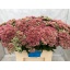 product/img.ozexport.nl/LSEDSPE60-LIVE_fotos-0x430FC8B48C9BACC8DFC11203060DBBE3C6D3E29B.jpg