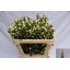 product/img.ozexport.nl/LSYM7MAGLEML-LIVE_fotos-0x03C617536130A8CB96BCC2244B888F99180B7277.jpg