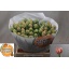 product/img.ozexport.nl/LTULADO-LIVE_fotos-0x6D1F83563D7B0C887FF2ACB0843D999BF0FCECEC.jpg