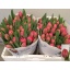 product/img.ozexport.nl/LTULCARO-LIVE_fotos-0xAD01A61969C183F663E4A0FD9AF4A8A0CF980998.jpg
