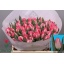 product/img.ozexport.nl/LTULPINFOX-LIVE_fotos-0xA5C0B05AC7C1DFC98EAFF53377B8D1AF87E98ABF.jpg