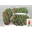 product/img.ozexport.nl/LTULVER-LIVE_fotos-0xB13F95C788F217636131AFEA8DF12DA2588CE54C.jpg