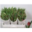product/img.ozexport.nl/LTULVERS-LIVE_fotos-0xC5DDD3692C5AEFC29F5CBE935356D93AC89AF868.jpg