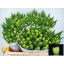 product/img.ozexport.nl/LTULYELM-LIVE_fotos-0x28143A29D35E4B67ACC3B093AB0A658A1F7EA7B3.jpg