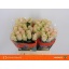 product/img.ozexport.nl/LVER40-LIVE_fotos-0xC08513E1C890261EEB6ADA396A18653BA6B3F2A7.jpg