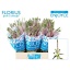 product/img.ozexport.nl/LVERSMAE6-LIVE_fotos-0x75098D3788CDDDEBF0ED7D2ACB7D0CE69AAC9373.jpg