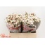 product/img.ozexport.nl/LWAXMOOD55-LIVE_fotos-0x97BCBE9403B7C0E44C9DAC3E5919B908BA832D07.jpg