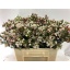 product/img.ozexport.nl/LWAXMOOD55-LIVE_fotos-0xD8BBEAA1A4D2DF8C02F31D130C65359CCFA297F3.jpg