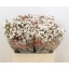 product/img.ozexport.nl/LWAXMOOD6-LIVE_fotos-0x0ABB6D83A35C983B503123EEF23F915383DCD9A6.jpg