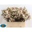 product/img.ozexport.nl/LWAXMOOD6-LIVE_fotos-0xB89B96839F8560EA6BF990234DFA81A369CD6CEE.jpg