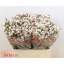 product/img.ozexport.nl/LWAXMOOD6-LIVE_fotos-0xB9F1813B41B8E763A7D4F47D08482C63BF317C23.jpg