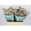 product/img.ozexport.nl/LWAXMOOD6-LIVE_fotos-0xDA7CA467E10E81ACAE2B4CDEE9D553D2920A4FB2.jpg