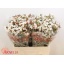 product/img.ozexport.nl/LWAXMOOD6-LIVE_fotos-0xE7A1DDB5FE54C008E27ECDD0A38504CA04E97154.jpg