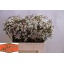 product/img.ozexport.nl/LWAXMOOD6-LIVE_fotos-0xF601834CBF9E205532F818855762EB0EAF268652.jpg