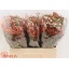 product/img.ozexport.nl/LWAXMYSWE5-LIVE_fotos-0x2E94BA9E88B13ED210D168FBBE04D514AB50844C.jpg