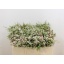 product/img.ozexport.nl/LWAXMYSWE5-LIVE_fotos-0x8B63B1A0DAC11CD44CB4BCD8640E06217D8B387E.jpg