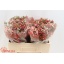 product/img.ozexport.nl/LWAXMYSWE5-LIVE_fotos-0xF5A7725016AB6622552D69D9CBA27B4639D5B200.jpg