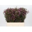 product/img.ozexport.nl/LWAXPURP6-LIVE_fotos-0x3AC6E4FB9DB3D9852281E02352D7F321850D18CD.jpg