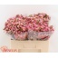 product/img.ozexport.nl/LWAXSARD5-LIVE_fotos-0xCB468C3F4758884022D5C428D0DE3D2C430CF5BA.jpg