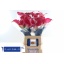 product/img.ozexport.nl/LZANCAPSAM6-LIVE_fotos-0xFC69415ACBEAB541B9A1796B754FBF93B9B643CF.jpg