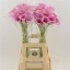 product/img.ozexport.nl/LZANCAPVI5-LIVE_fotos-0xC1FDA5E9BC0BE428F106C78C35C7DD7C348ECFE4.jpg