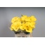 product/img.ozexport.nl/LZANGOL6-LIVE_fotos-0xDBE8FF289B49D591AC27BA7787FA8617301CC1D4.jpg
