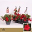product/img.ozexport.nl/MAN21BELR-LIVE_fotos-0x83E460C19D202918FB4C55EF53D2CDFDB5ACCB11.jpg