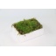 product/img.ozexport.nl/MOSS-LIVE_fotos-0xEE281DA55EB75B6A69E0C35EA782391351E14E47.jpg